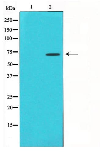 HDAC10 Antibody