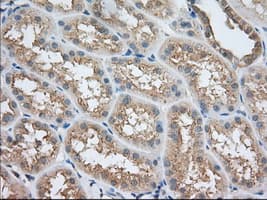 SNX9 / WISP Antibody (clone OTI1E2, Carrier-free)