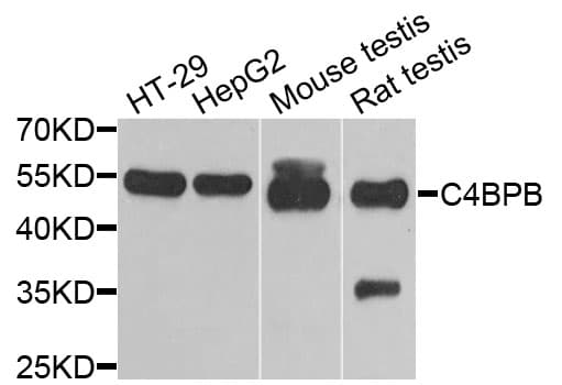 C4BPB / C4BP Beta Antibody