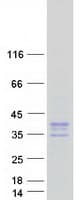 Human KCNK6 / TWIK-2 Protein (Recombinant Myc-DDK (Flag))