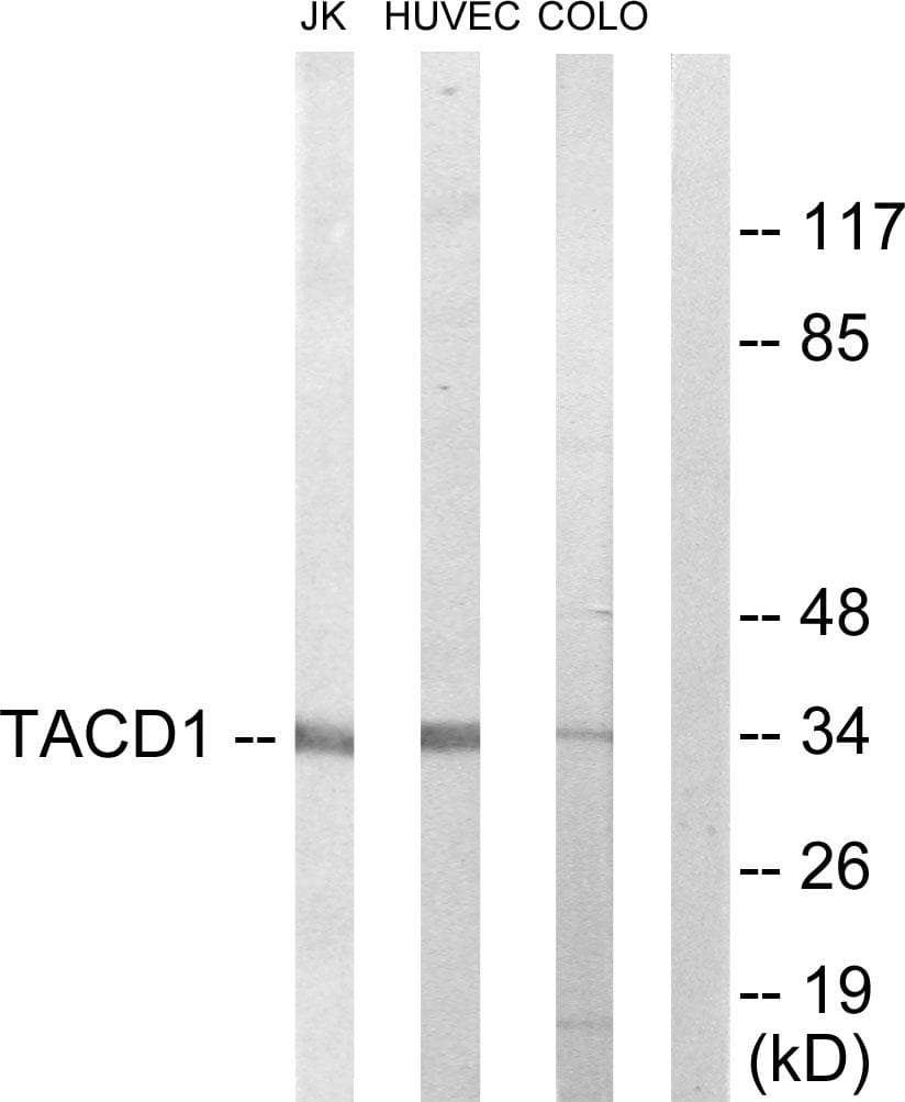 EPCAM Antibody