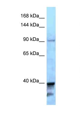 KIF7 Antibody (aa1224-1273)