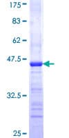 Human MAGI1 Protein (Recombinant GST, N-terminus)