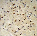 YWHAZ / 14-3-3 Zeta Antibody (aa65-93)