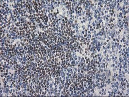 ARFGAP1 Antibody (clone OTI1H4)