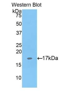 SIGLEC1 / CD169 / Sialoadhesin Antibody (aa1272-1411, Cy3)