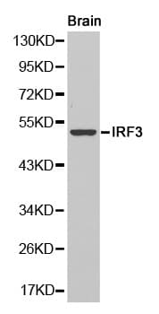 IRF3 Antibody