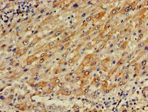 PLA2G10 Antibody