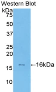 TGFB1 / TGF Beta 1 Antibody (aa279-390, Cy3)