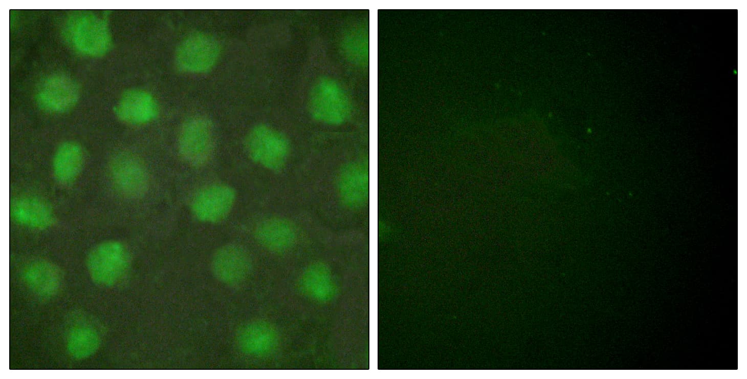 RXRG Antibody (aa171-220)