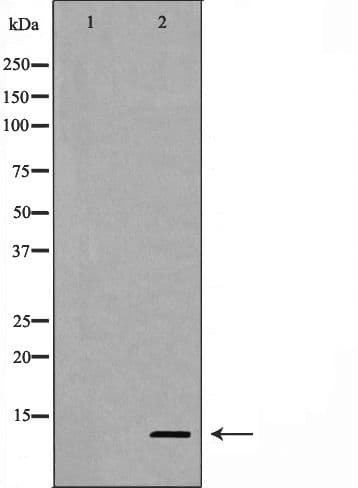 IHC-plus™ Polyclonal Rabbit anti-Human CASP9 / Caspase 9 Antibody (Cleaved Asp353, IHC, IF, WB)