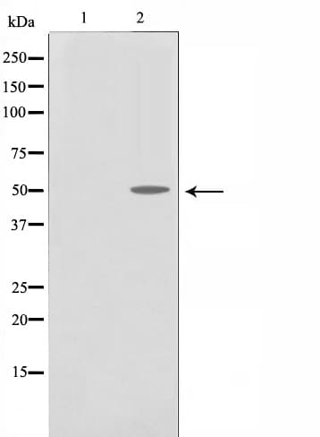 Polyclonal Rabbit anti-Human PDCD4 Antibody (phospho-Ser457, IHC, IF, WB)