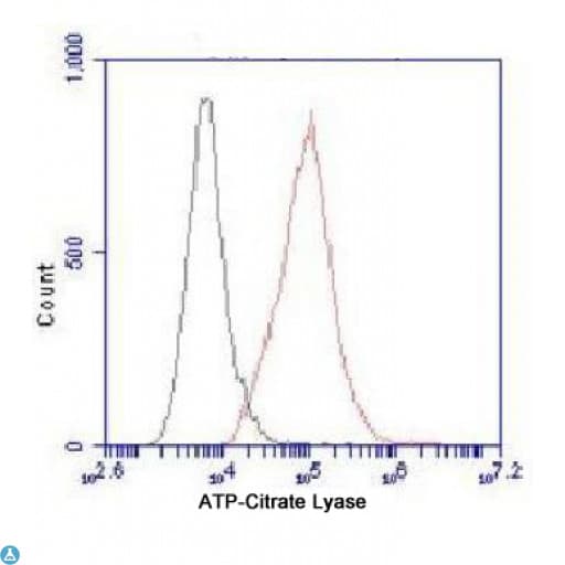 Monoclonal Mouse anti-Human ACLY / ATP Citrate Lyase Antibody (WB)
