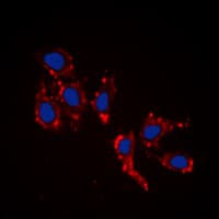 RPL39 / Ribosomal Protein L39 Antibody (N-Terminus)
