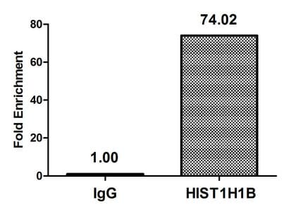 HIST1H1B Antibody