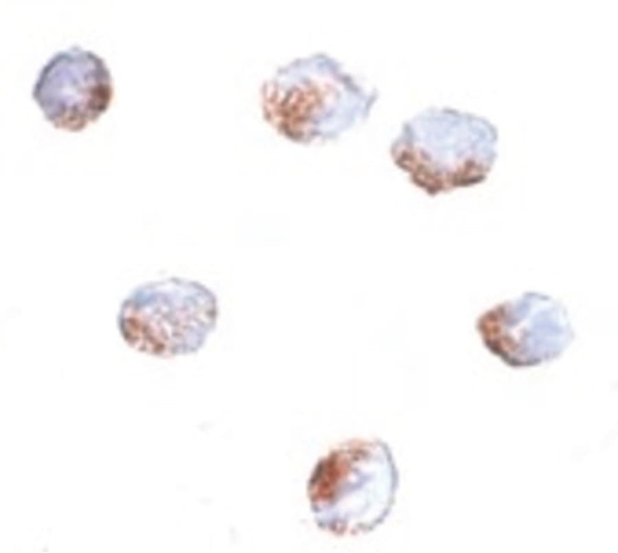IHC-plus™ GNPDA2 Antibody