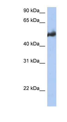 BAG3 / BAG-3 Antibody (aa215-264, HRP)