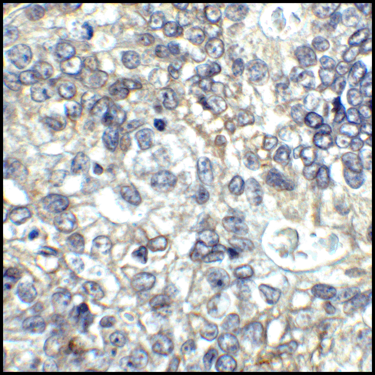 Monoclonal Mouse anti-Human CD80 Antibody (clone 8G12, IHC, IF)