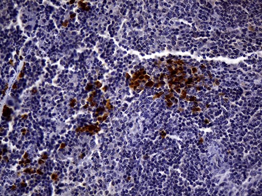 Monoclonal Mouse anti-Human CD3E Antibody (clone UMAB54, IHC, IF, WB)