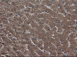 CPA1 / Carboxypeptidase A Antibody (clone OTI4F1)