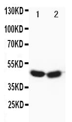 Polyclonal Rabbit anti-Human FOXP3 Antibody (aa321-337, WB)