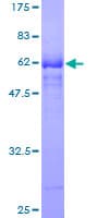 Human SNX29 / RUNDC2A Protein (Recombinant GST)