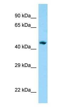 AP1M1 Antibody (aa263-312)