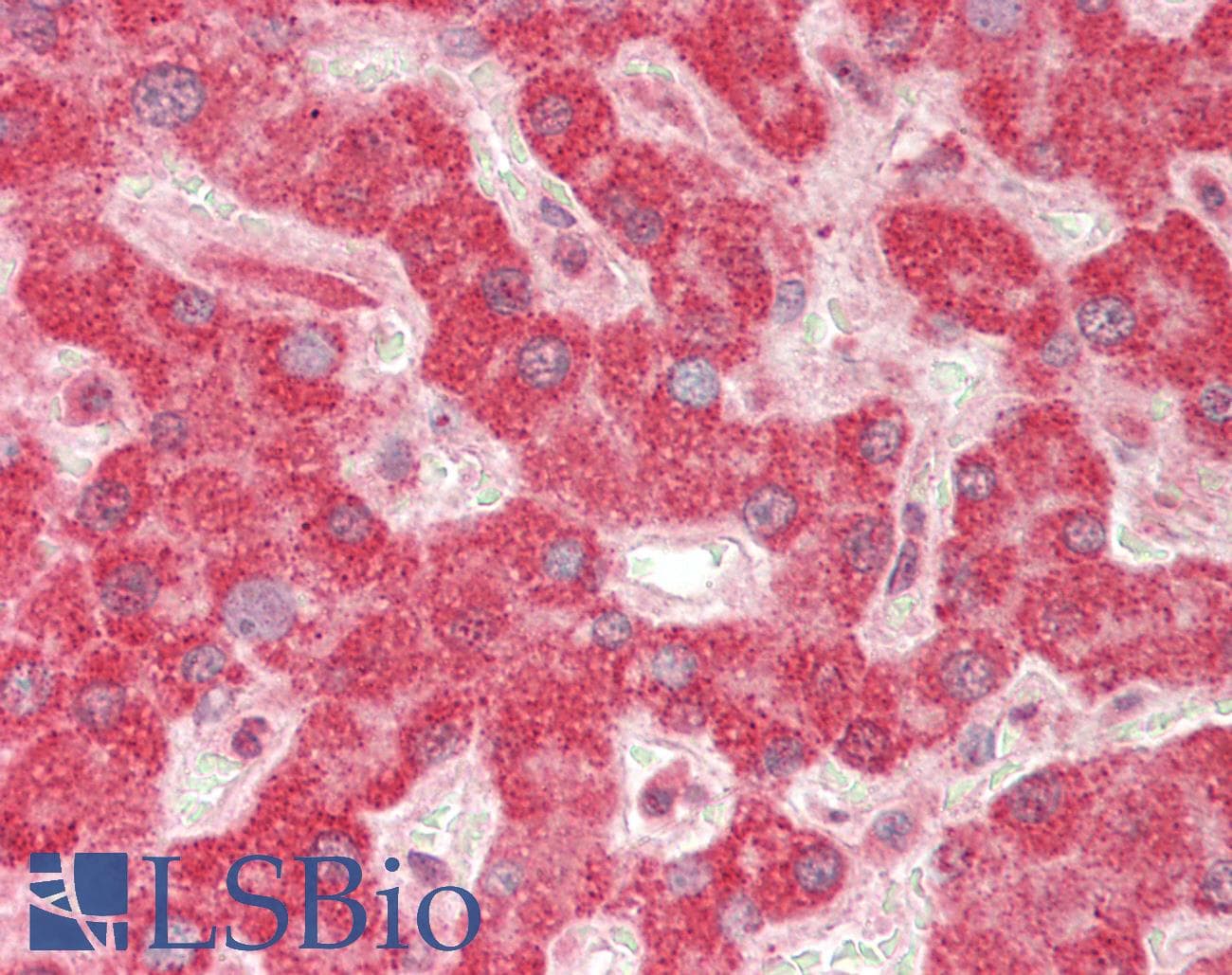 DGAT2 Antibody (aa208-257)