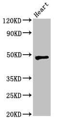 Polyclonal Rabbit anti-Human WSB1 Antibody (IHC, WB)