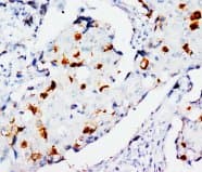 STAT3 Antibody (C-Terminus)