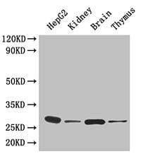 YWHAH / 14-3-3 Eta Antibody