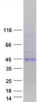 Human CD300LG Protein (Recombinant Myc-DDK (Flag))