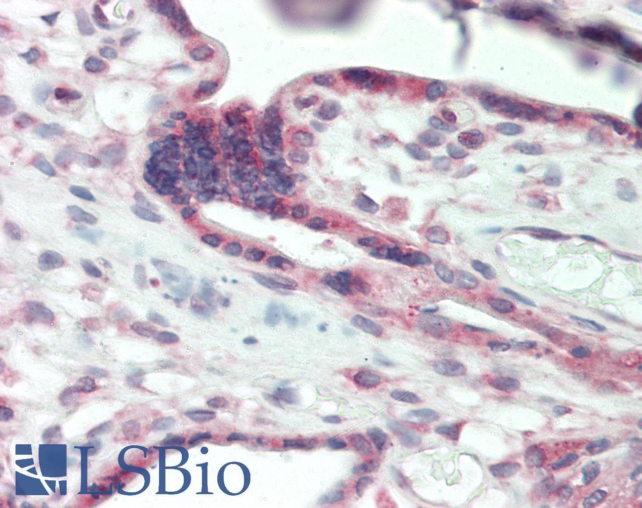 CD200 Antibody (C-Terminus)