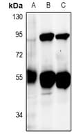 DUS2 / DUS2L Antibody