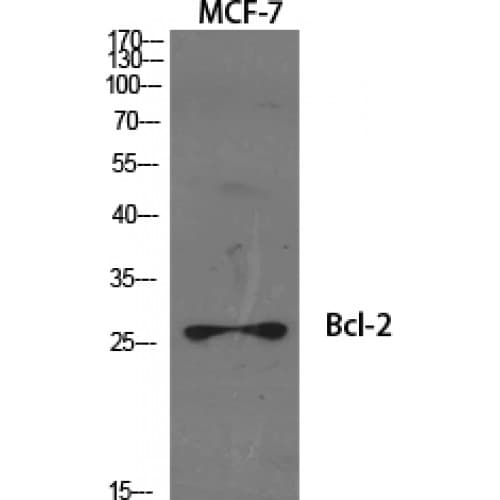 BCL2 / Bcl-2 Antibody (20-100 aa)