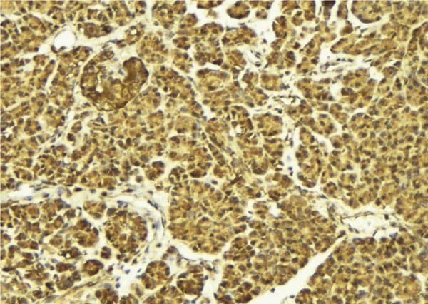 AHR Antibody