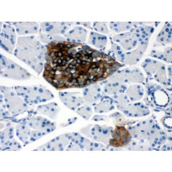 PRNP / PrP / Prion Antibody (aa143-230)