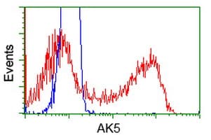 Monoclonal Mouse anti-Human AK5 / Adenylate Kinase 5 Antibody (clone OTI1D5, IF, WB)