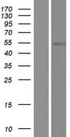 GPR142 Protein (Over-Expression Lysate Myc-DDK (Flag))