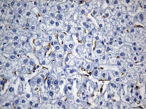 Monoclonal Mouse anti-Human MSR1 / CD204 Antibody (clone UMAB246, Carrier-free, aa197-451, IHC)