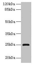 IHC-plus™ RAB32 Antibody
