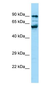 PPIG / Cyclophilin G Antibody (aa627-676)