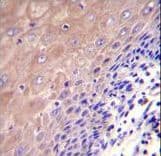 GCLC Antibody (aa1-30)