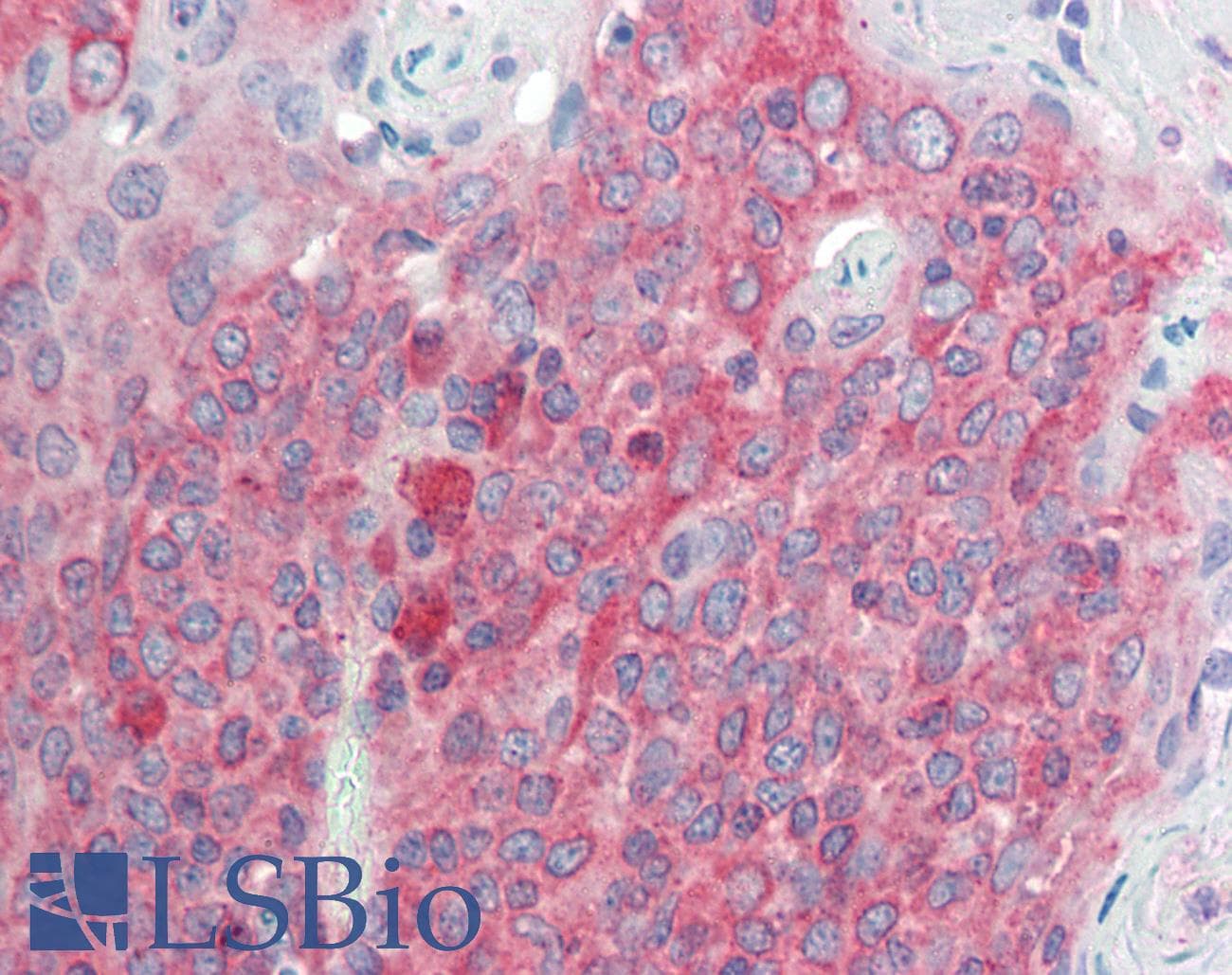 IHC-plus™ TMEM205 Antibody (aa137-146)