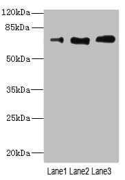 RP105 / CD180 Antibody