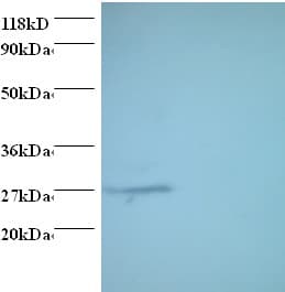 PSMA7 Antibody