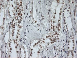 USP7 / HAUSP Antibody (clone OTI3C1)