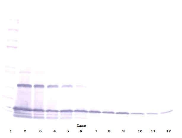 CCL2 / MCP1 Antibody (Biotin)