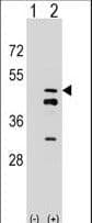 FDPS Antibody (aa54-82)
