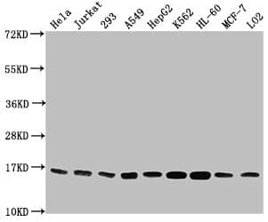 HIST1H3A Antibody